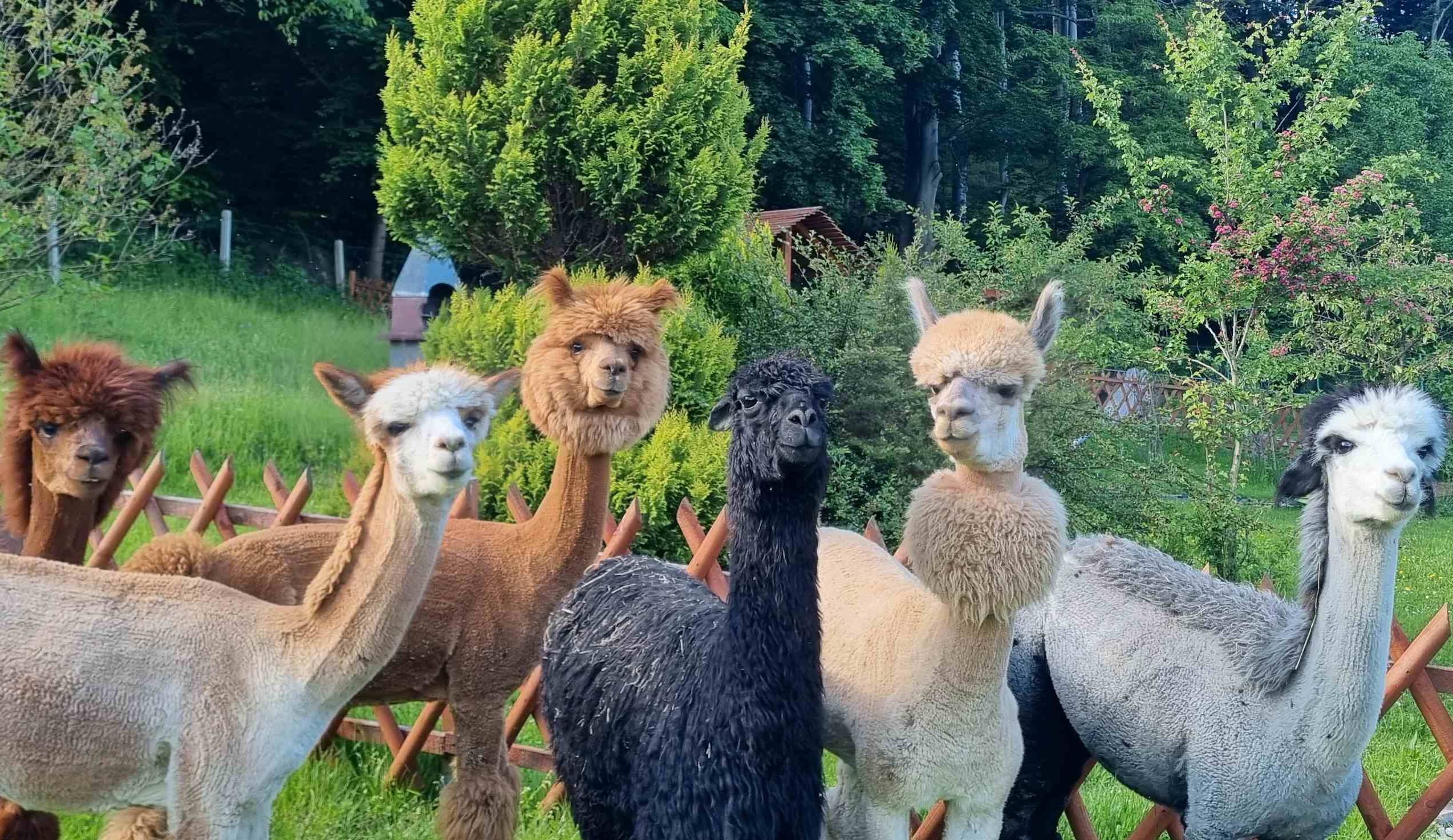 Alpaki w naszym gospodarstwie