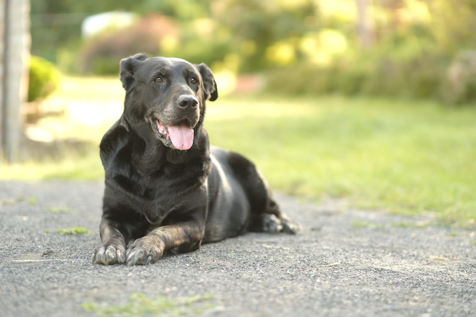 Psy w naszym gospodarstwie