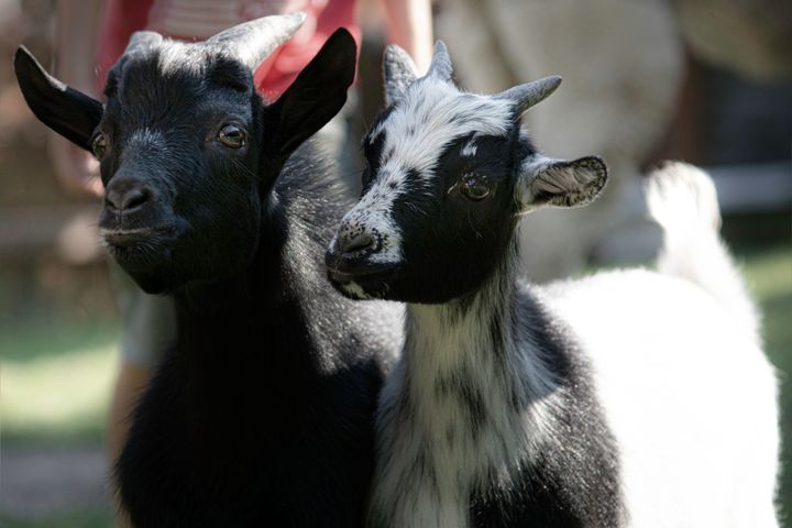 Kozy w naszym gospodarstwie