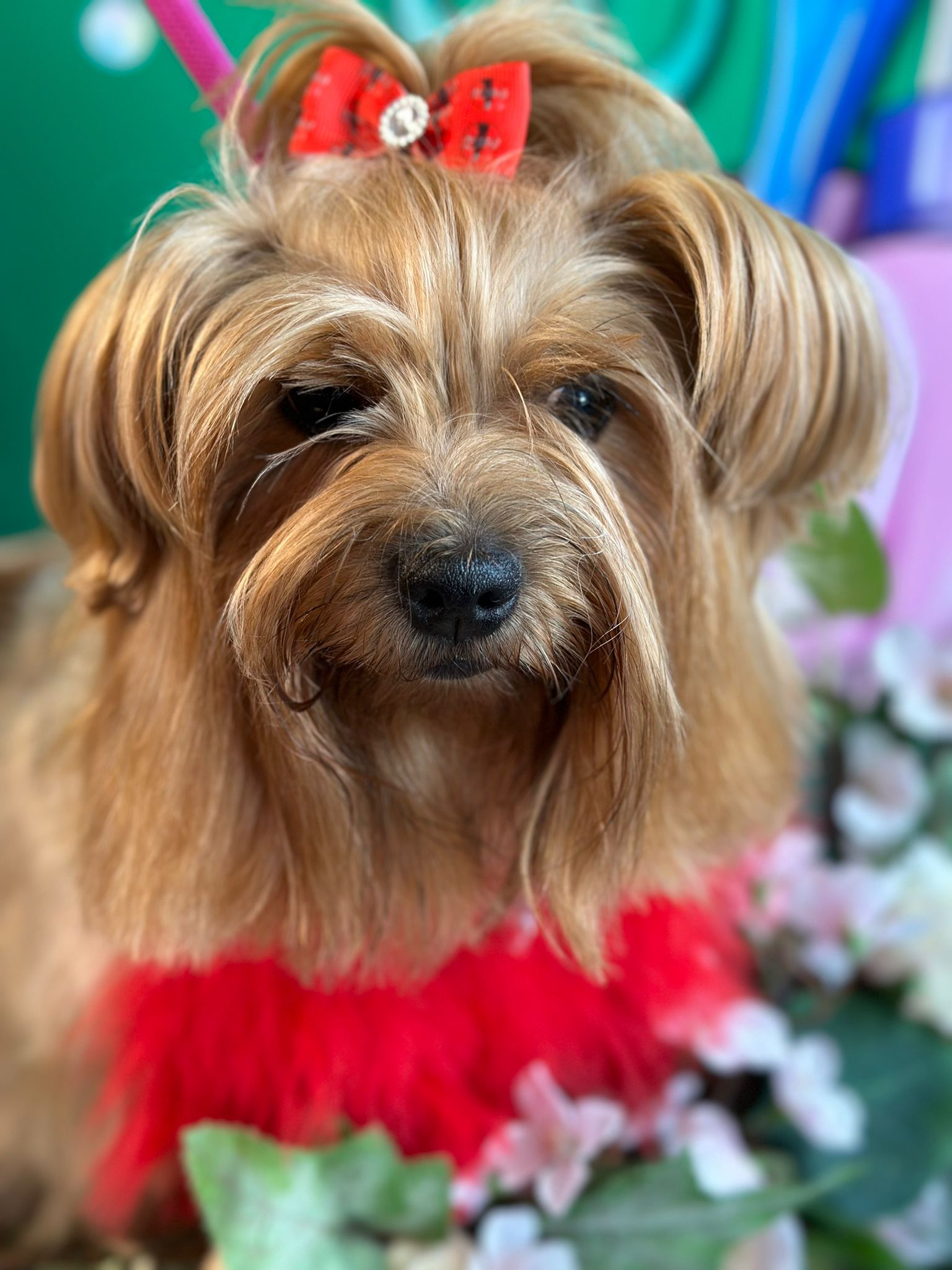 Psy w naszym gospodarstwie